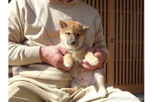 成約済の佐賀県の豆柴-223580の2枚目